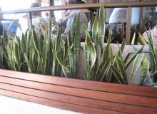 Kwikfynd Indoor Planting
thyra