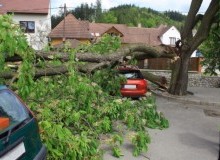 Kwikfynd Tree Cutting Services
thyra
