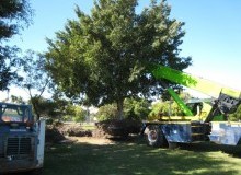 Kwikfynd Tree Management Services
thyra