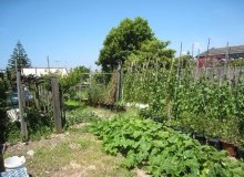 Kwikfynd Vegetable Gardens
thyra